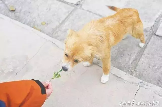 愛狗已經走火入魔的徵兆,符合三條以上,已無藥可救