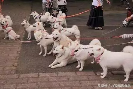 愛狗已經走火入魔的徵兆,符合三條以上,已無藥可救