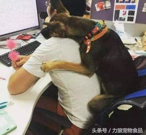 愛狗已經走火入魔的徵兆,符合三條以上,已無藥可救