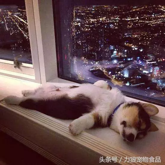 愛狗已經走火入魔的徵兆,符合三條以上,已無藥可救