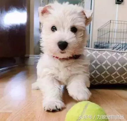 愛狗已經走火入魔的徵兆,符合三條以上,已無藥可救