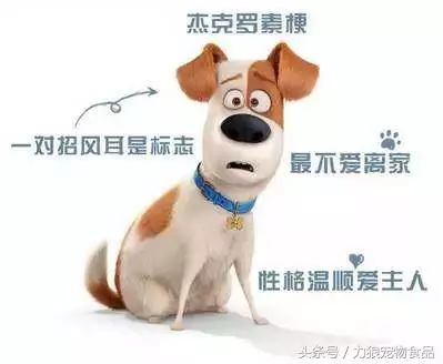 愛狗已經走火入魔的徵兆,符合三條以上,已無藥可救