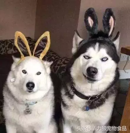 愛狗已經走火入魔的徵兆,符合三條以上,已無藥可救