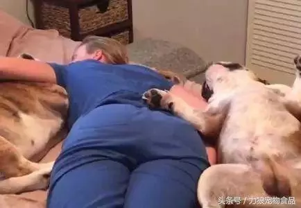 愛狗已經走火入魔的徵兆,符合三條以上,已無藥可救