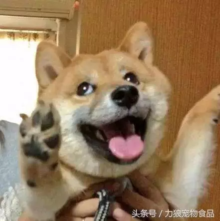 愛狗已經走火入魔的徵兆,符合三條以上,已無藥可救