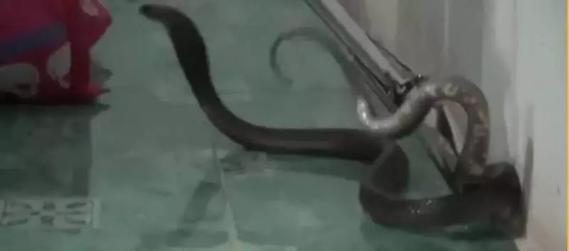 驚!劇毒眼鏡蛇爬進女子被窩