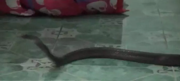 驚!劇毒眼鏡蛇爬進女子被窩