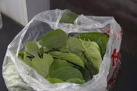 胃疼難忍,用這個樹葉煮水喝,治胃病,效果好,且沒有藥物副作用哦!