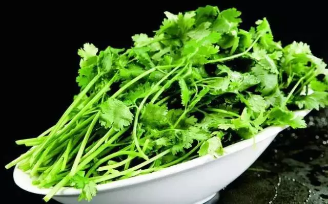 香菜用水煎後食用,能有效改善你身體上的5種頑固疾病