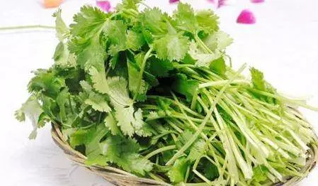 香菜用水煎後食用,能有效改善你身體上的5種頑固疾病
