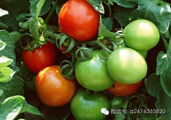 生雞肉買回來最好先這樣做,別直接馬上煮