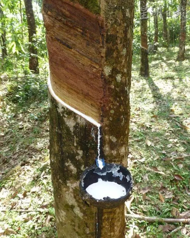 割膠工友和岳母曖昧惹來殺身之禍!想要享受齊人之福,結果慘遭砍!
