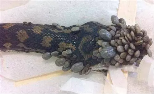這條蟒蛇是在森林中被一大群不明生物襲擊!遇到好心的路人趕緊將它送醫卻把獸醫給嚇壞了..