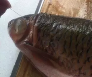 鮮味十足,毫無腥味,QQ彈彈的手工魚丸,非常好吃!!