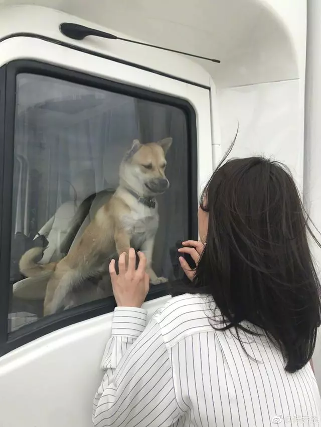 大爺帶中華田園犬辦證被拒,陳喬恩發文:感受的是靈魂而不是品種