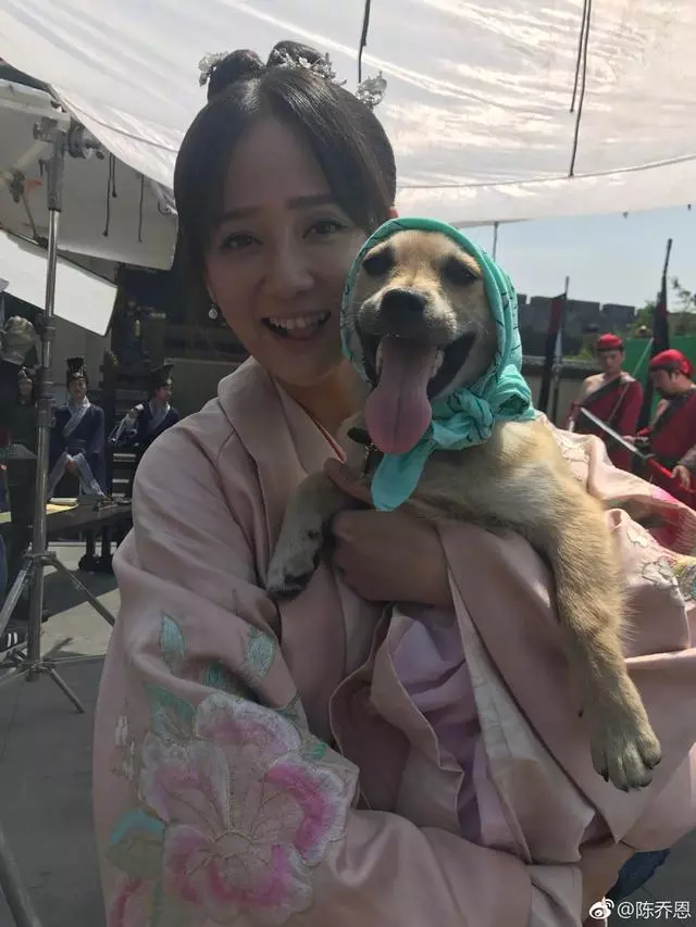 大爺帶中華田園犬辦證被拒,陳喬恩發文:感受的是靈魂而不是品種