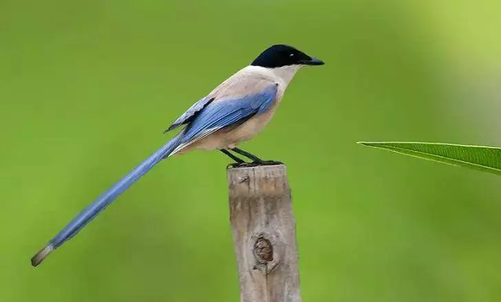 11月16號、17號、18號三天,橫財大獎一起來,大賺一筆的5大生肖!