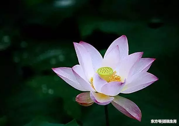 11月16號、17號、18號三天,橫財大獎一起來,大賺一筆的5大生肖!
