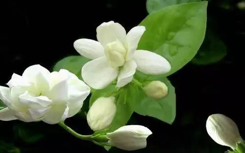 11月16號、17號、18號三天,橫財大獎一起來,大賺一筆的5大生肖!