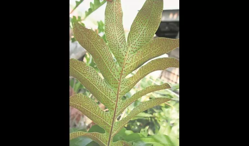 它能治風濕疼痛,腎虛腰痛,跌打損傷,小兒疳積 ~