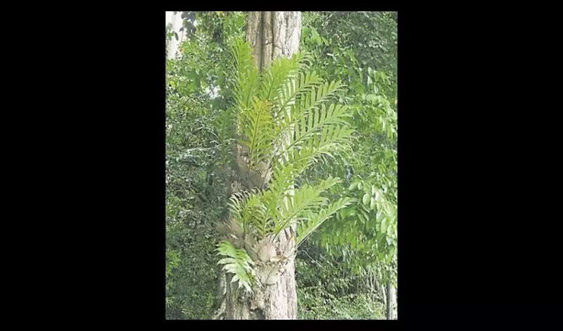 它能治風濕疼痛,腎虛腰痛,跌打損傷,小兒疳積 ~