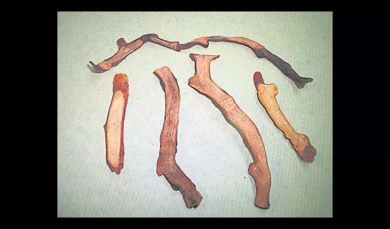 它能治風濕疼痛,腎虛腰痛,跌打損傷,小兒疳積 ~