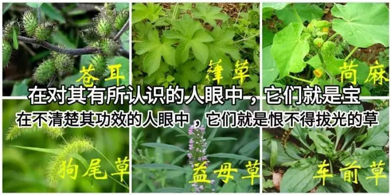 《草藥集》知道的人當它們是【寶】,不知道的人當它們是【雜草】!
