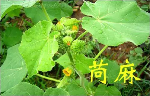 《草藥集》知道的人當它們是【寶】,不知道的人當它們是【雜草】!