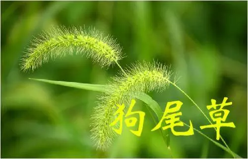 《草藥集》知道的人當它們是【寶】,不知道的人當它們是【雜草】!