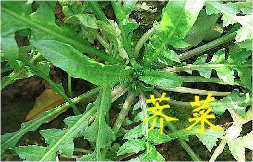 《草藥集》知道的人當它們是【寶】,不知道的人當它們是【雜草】!