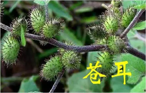 《草藥集》知道的人當它們是【寶】,不知道的人當它們是【雜草】!