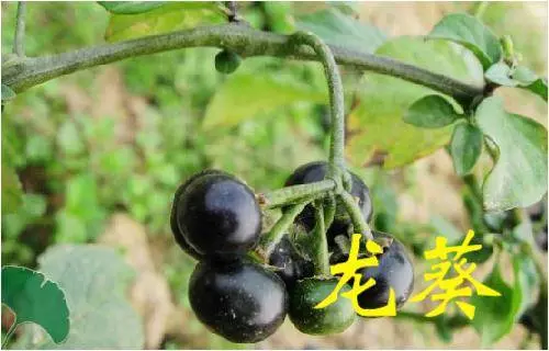 《草藥集》知道的人當它們是【寶】,不知道的人當它們是【雜草】!