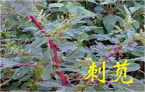 《草藥集》知道的人當它們是【寶】,不知道的人當它們是【雜草】!