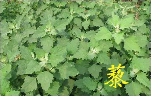 《草藥集》知道的人當它們是【寶】,不知道的人當它們是【雜草】!