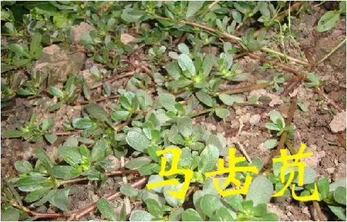 《草藥集》知道的人當它們是【寶】,不知道的人當它們是【雜草】!