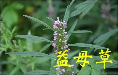 《草藥集》知道的人當它們是【寶】,不知道的人當它們是【雜草】!