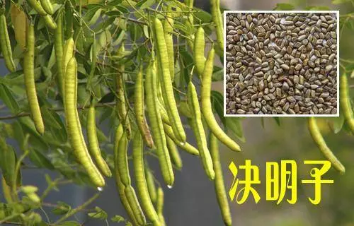 《草藥集》知道的人當它們是【寶】,不知道的人當它們是【雜草】!