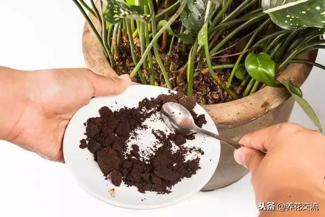 自製有機肥料的8種方法,用到的都是生活中的廢棄物