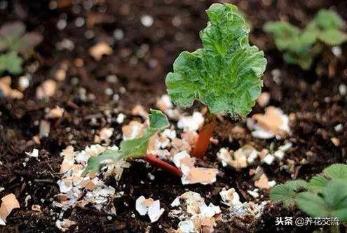 自製有機肥料的8種方法,用到的都是生活中的廢棄物