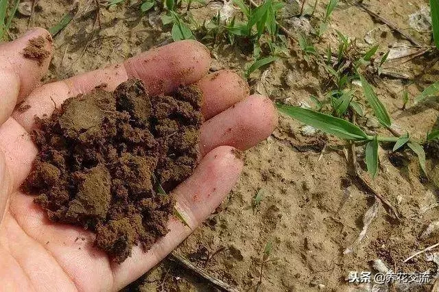 自製有機肥料的8種方法,用到的都是生活中的廢棄物