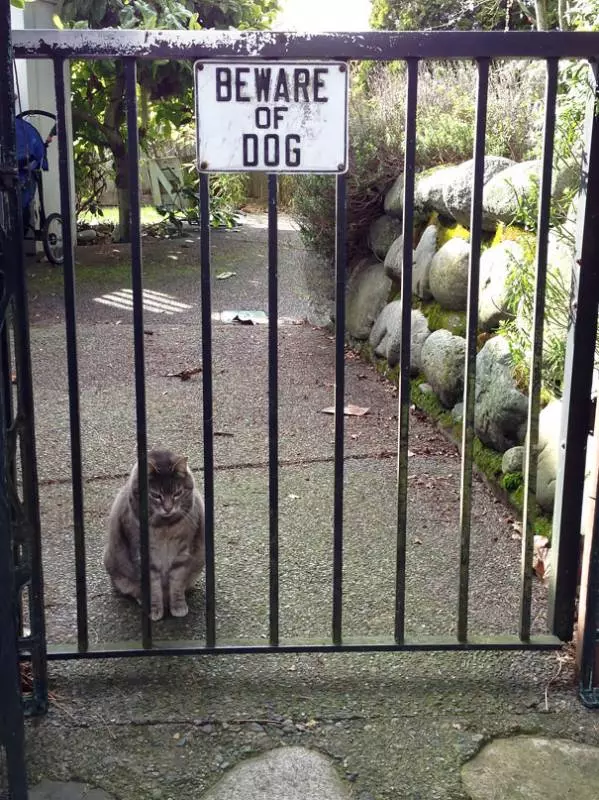 25張與實物不符的「內有惡犬」圖,有些怎麼混了怪怪的東西進去?