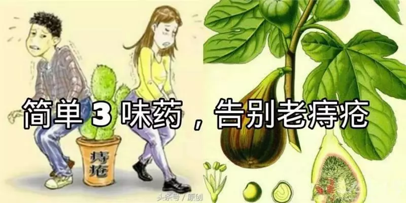 簡單的三味藥,告別老痔瘡(個人經驗方)