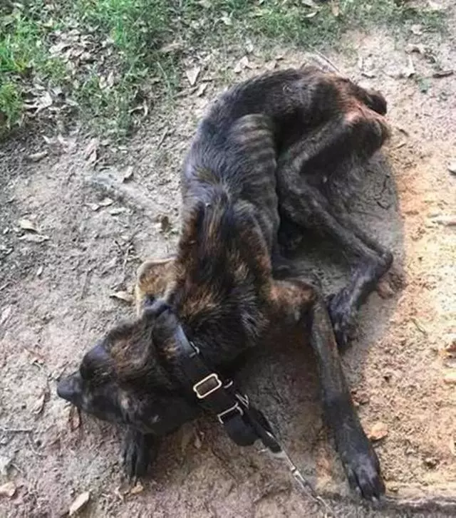 女主人狠心餓狗一個月,狗狗瘦骨嶙峋,網友:不愛了也別傷害!