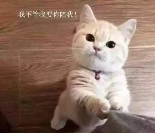 看完這8個養貓真相,你還想養貓嗎?