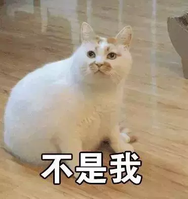 看完這8個養貓真相,你還想養貓嗎?