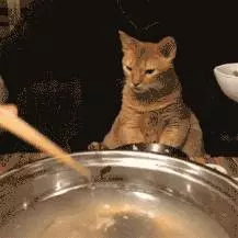 看完這8個養貓真相,你還想養貓嗎?