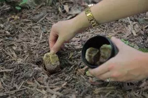 泡完的茶包別扔掉,還有很多用處