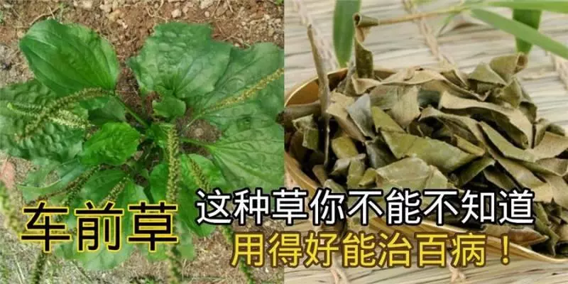 《 車前草 》這種草你不能不知道,用得好能治百病哦!