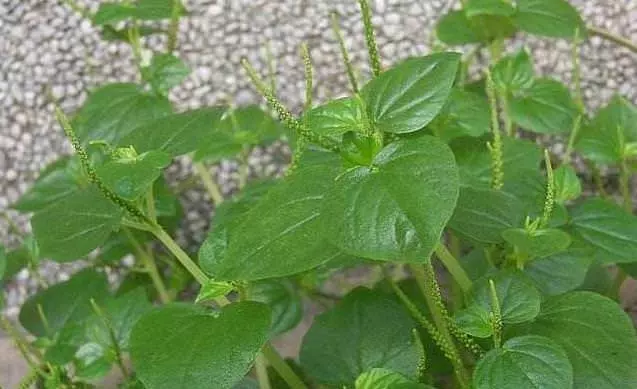 手足口症剋星 軟骨草,可以幫到很多人