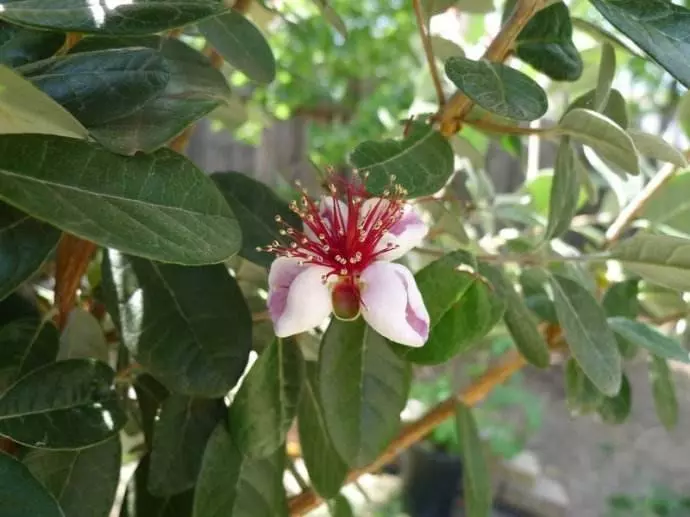 脫髮剋星「芭樂葉」,除了治療脫髮非常厲害,原來還能治糖尿病、降低膽固醇!